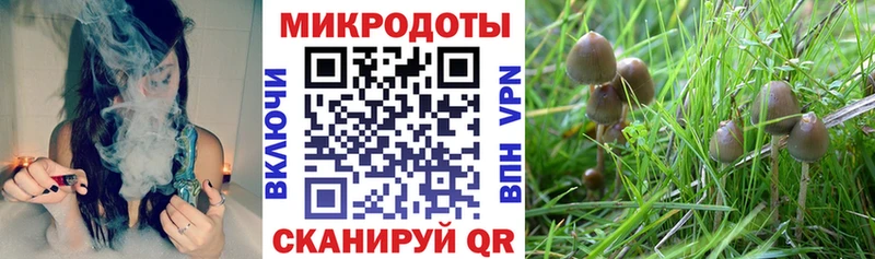 Галлюциногенные грибы Psilocybine cubensis  Купить где  Горячий Ключ 
